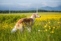 Portrait of gorgeous dog breed russian borzoi standing in the green grass and yellow buttercup field in summer Royalty Free Stock Photo