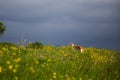 Portrait of gorgeous dog breed russian borzoi standing in the green grass and yellow buttercup field in summer Royalty Free Stock Photo