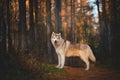 Portrait of gorgeous and free Siberian Husky dog standing in the bright enchanting fall forest Royalty Free Stock Photo