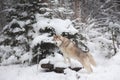 Portrait of gorgeous and happy beige and white dog breed siberian husky standing in the forest in winter Royalty Free Stock Photo