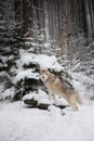 Portrait of gorgeous and happy beige and white dog breed siberian husky standing in the forest in winter Royalty Free Stock Photo