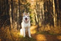 Portrait of gorgeous, happy, free and prideful Beige and white dog breed Siberian Husky sitting in the bright autumn forest at Royalty Free Stock Photo