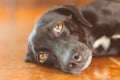 Portrait of a gorgeous and kind black dog with sad look. Waiting for adoption or waiting for its owner who left Royalty Free Stock Photo