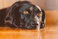 Portrait of a gorgeous and kind black dog with sad look. Waiting for adoption or waiting for its owner who left. Man`s best frien Royalty Free Stock Photo