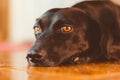 Gorgeous black dog with sad look lying down. He is in adoption or his owner has left. Sentimental, emotional and emotional dog Royalty Free Stock Photo