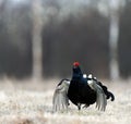 Portrait of a Gorgeous lekking black grouse (Tetrao tetrix). Royalty Free Stock Photo