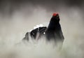 Portrait of a Gorgeous lekking black grouse (Tetrao tetrix). Royalty Free Stock Photo