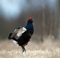 Portrait of a Gorgeous lekking black grouse (Tetrao tetrix). Royalty Free Stock Photo