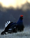 Portrait of a Gorgeous lekking black grouse (Tetrao tetrix). Royalty Free Stock Photo