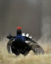 Portrait of a Gorgeous lekking black grouse (Tetrao tetrix). Royalty Free Stock Photo