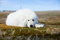 Portrait of gorgeous maremma sheepdog. Close-up of Big white fluffy dog lying on moss in the field on a sunny day Royalty Free Stock Photo