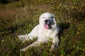 Portrait of gorgeous maremmano abruzzese sheepdog. Big white fluffy maremma dog lying in the field on a sunny day.