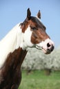 Portrait of gorgeous paint horse stallion in spring