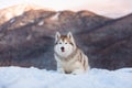 Portrait of gorgeous Siberian Husky dog lying is on the snow in winter forest at sunset on bright mountain background Royalty Free Stock Photo