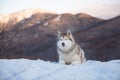 Portrait of gorgeous Siberian Husky dog lying is on the snow in winter forest at sunset on bright mountain background Royalty Free Stock Photo