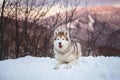 Portrait of gorgeous Siberian Husky dog lying is on the snow in winter forest at sunset on bright mountain background. Royalty Free Stock Photo