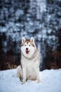 Portrait of gorgeous Siberian Husky dog sitting is on the snow in winter forest at sunset on blue mountain background. Royalty Free Stock Photo