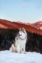 Portrait of gorgeous Siberian Husky dog sitting is on the snow in winter forest at sunset on bright mountain background Royalty Free Stock Photo