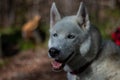 Portrait of gorgeous Siberian Husky dog standing in the bright enchanting fall forest. Royalty Free Stock Photo