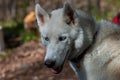 Portrait of gorgeous Siberian Husky dog standing in the bright enchanting fall forest. Royalty Free Stock Photo