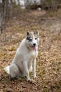 Portrait of gorgeous Siberian Husky dog standing in the bright enchanting fall forest Royalty Free Stock Photo