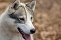 Portrait of gorgeous Siberian Husky dog standing in the bright enchanting fall forest Royalty Free Stock Photo