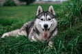 Portrait of gorgeous Siberian Husky dog standing in the bright enchanting fall forest Royalty Free Stock Photo