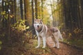 Portrait of beautiful Siberian Husky dog standing in the bright enchanting fall forest Royalty Free Stock Photo