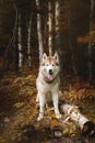 Portrait of gorgeous Siberian Husky dog standing in the bright mysterious fall forest Royalty Free Stock Photo