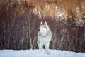 Portrait of gorgeous Siberian Husky dog standing is on the snow in winter forest at sunset on bright mountain background Royalty Free Stock Photo