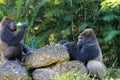 Portrait of gorilla couple Royalty Free Stock Photo