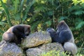 Portrait of gorilla couple Royalty Free Stock Photo