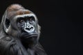 Portrait of a gorilla on a dark background with intense gaze., Generated AI Royalty Free Stock Photo