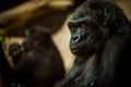 Portrait of a gorilla eating Royalty Free Stock Photo
