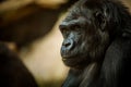 Portrait of a gorilla eating Royalty Free Stock Photo