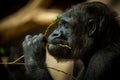 Portrait of a gorilla eating Royalty Free Stock Photo