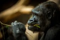 Portrait of a gorilla eating Royalty Free Stock Photo