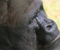 Portrait of a gorilla face Royalty Free Stock Photo