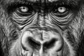 Portrait of a Gorilla with Intence Gaze extreme closeup. Generative AI Royalty Free Stock Photo