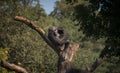 Gorilla look, look into the eyes of a beautiful creature, sitting on a tree on a branch Royalty Free Stock Photo