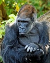 Portrait of Gorilla Looking to the Side Royalty Free Stock Photo