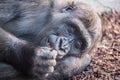 Portrait of a gorilla. Royalty Free Stock Photo