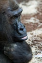 Portrait of gorilla