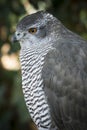 Portrait of a Goshawk bird of prey