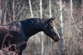 Portrait of graceful black horse in wild forest Royalty Free Stock Photo