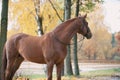 Portrait of graceful red horse standing on manege Royalty Free Stock Photo