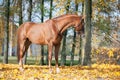 Portrait of graceful red horse standing Royalty Free Stock Photo