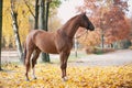 Portrait of graceful red horse standing Royalty Free Stock Photo