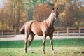 Portrait of graceful red horse standing Royalty Free Stock Photo