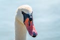 Portrait of a graceful white swan with long neck on blue water background Royalty Free Stock Photo